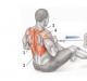 Cara memompa otot punggung besar berbentuk belah ketupat
