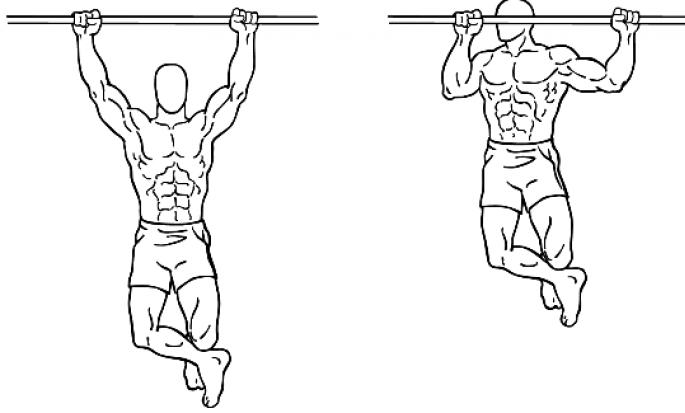 What muscles work during push-ups and parallel bars?