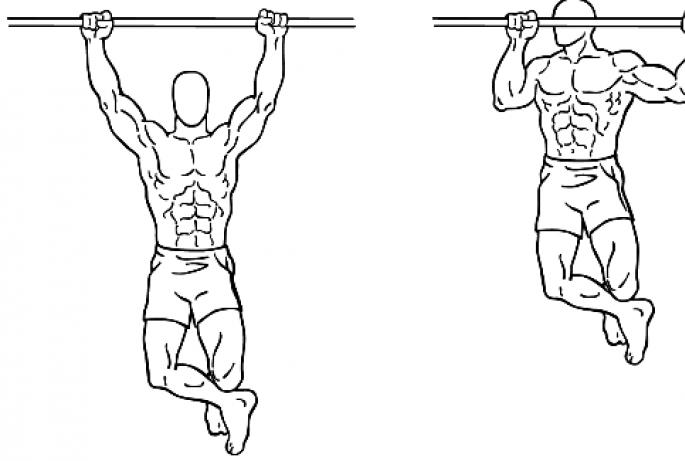 What muscles work during push-ups and parallel bars?