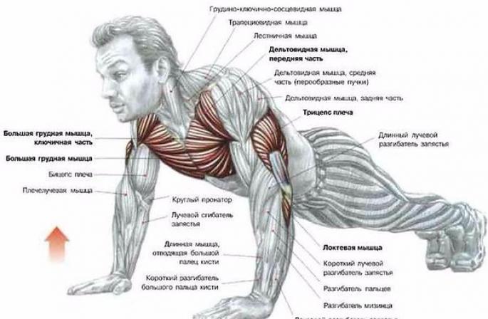 Разновидности отжиманий и их польза для здоровья