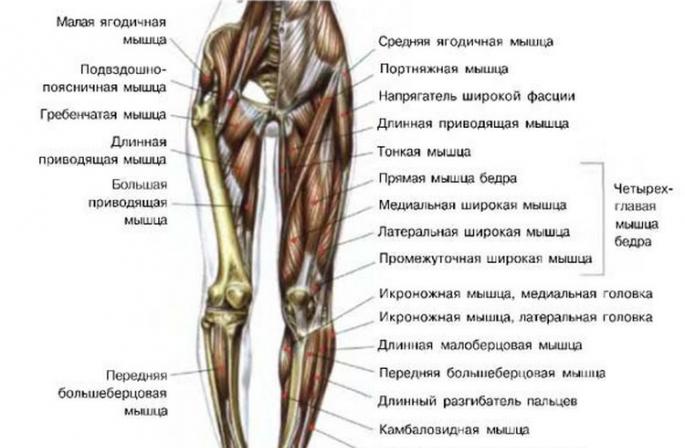 Ինչ մկաններն են աշխատում քայլելիս: