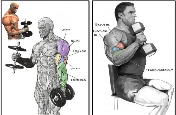 Hammer vježba za bicepse