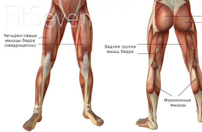 Kako napumpati noge kod kuće Vježbe za napumpavanje mišića nogu
