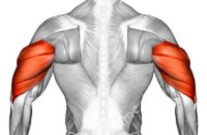 Triceps մկանների մարզում մարզասրահում
