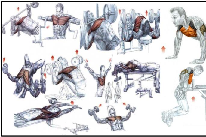Cele mai bune exerciții pentru mușchii pectorali Cum se dezvoltă mușchii pectorali