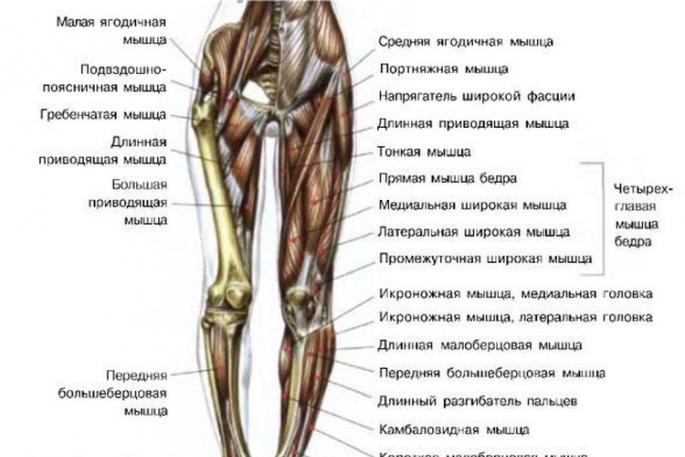 Які м'язи працюють під час ходьби?