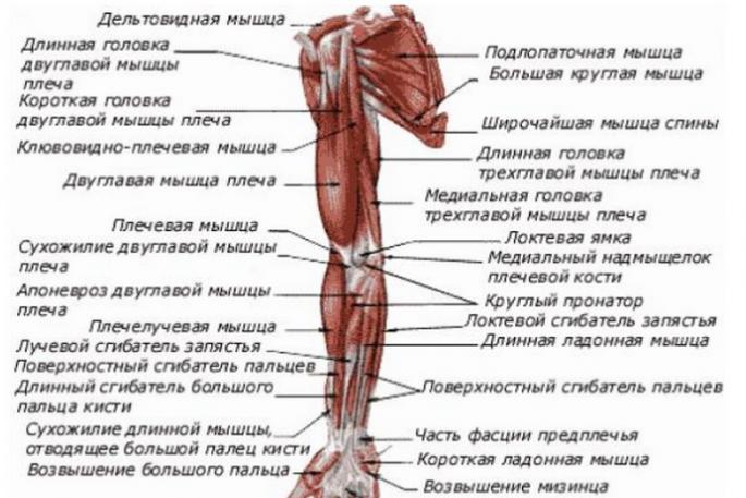 Ефективен комплекс за развитие на гръдните мускули у дома