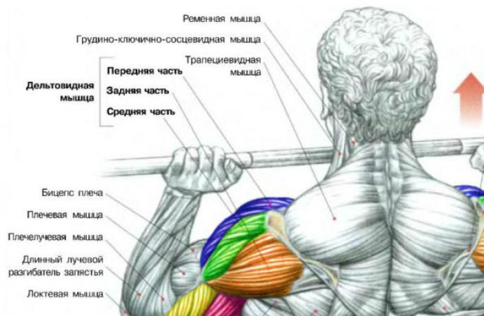 Omuzlarınızı pompalamak: deltoidler için en iyi egzersizlerden oluşan bir set Omuzlar için en etkili egzersizler