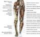 Koji mišići rade prilikom hodanja?