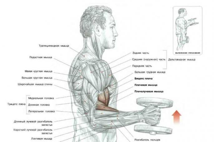 Güçlü ön kollar nasıl geliştirilir - halter ve dambıllarla yapılan egzersizler Daha iyi ön kollar ve göğüs nasıl oluşturulur